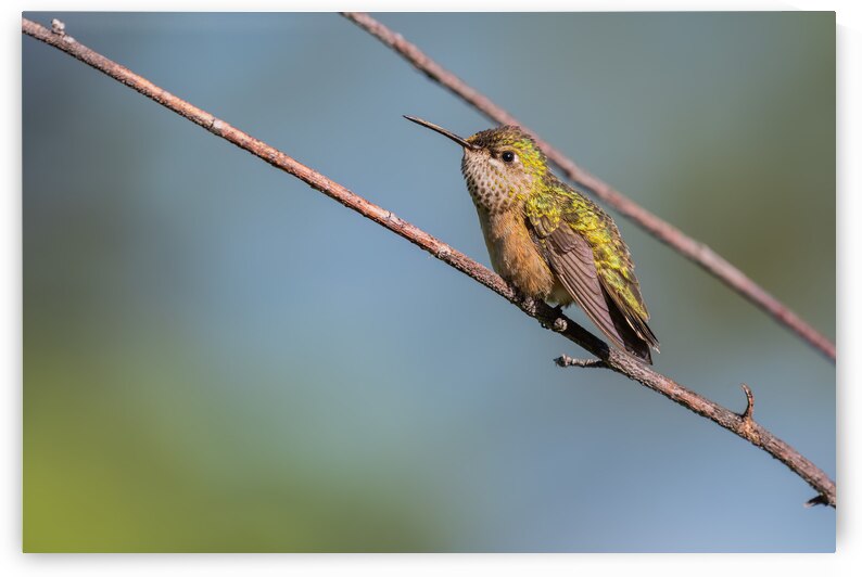 Female Calliope Hummingbird by Randy Tremblay Photography