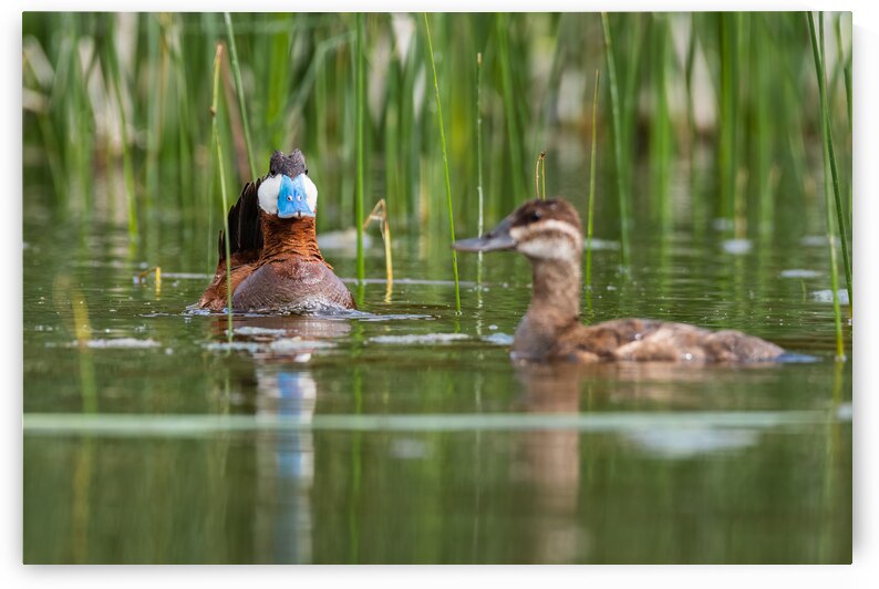 Ruddy Ducks by Randy Tremblay Photography