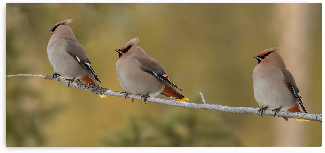 Bohemian Waxwings by Randy Tremblay Photography