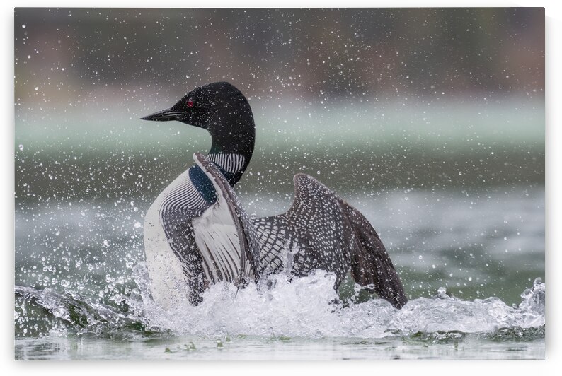Common Loon by Randy Tremblay Photography