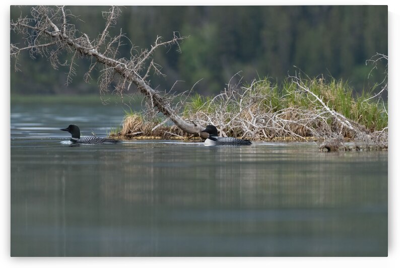 Common Loons by Randy Tremblay Photography
