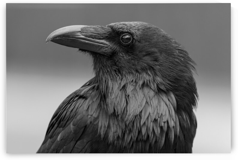 Raven by Randy Tremblay Photography