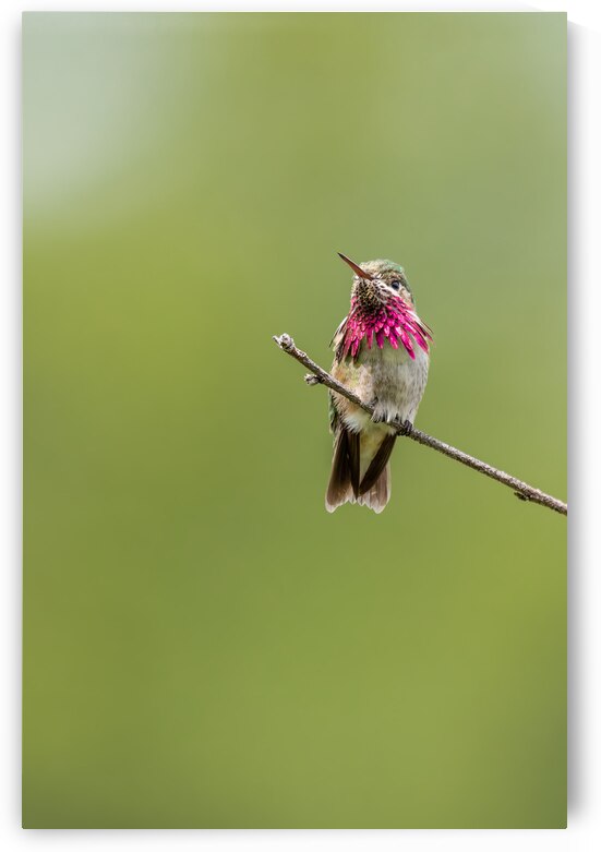 Male Calliope Hummingbird by Randy Tremblay Photography
