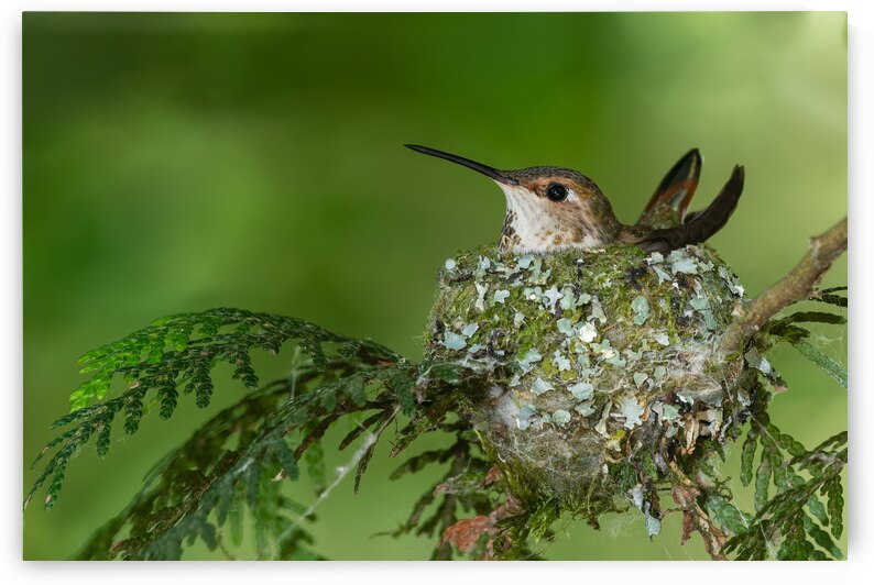 Female Rufous Hummingbird by Randy Tremblay Photography