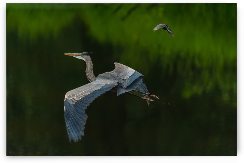 Great Blue Heron by Randy Tremblay Photography