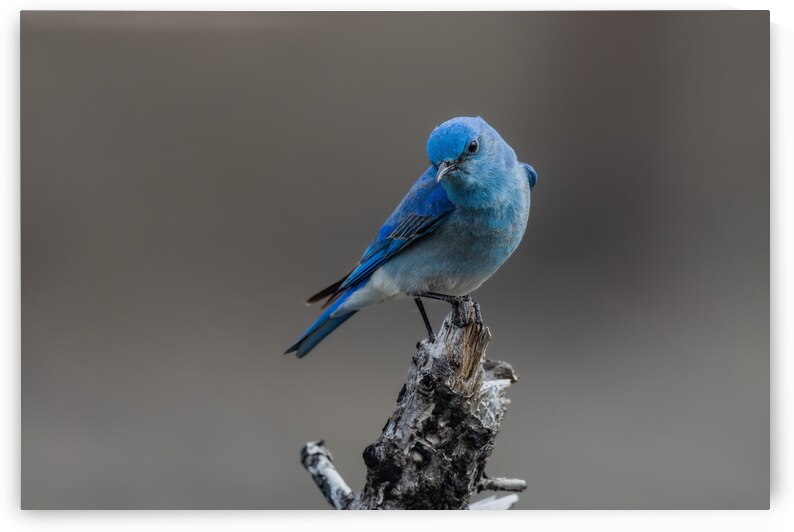 Male Mountain Bluebird by Randy Tremblay Photography