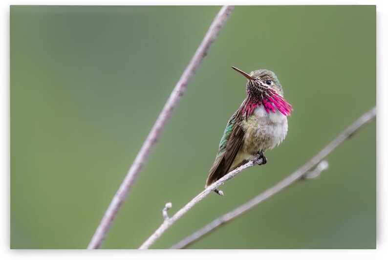 Male Calliope Hummingbird by Randy Tremblay Photography