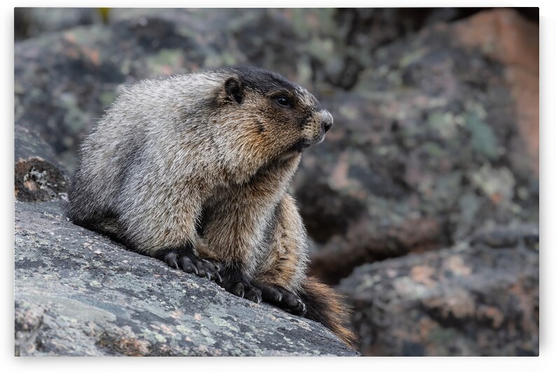 Hoary Marmot by Randy Tremblay Photography