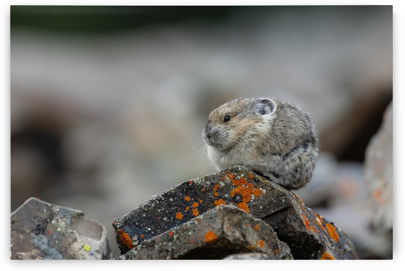 American Pika by Randy Tremblay Photography