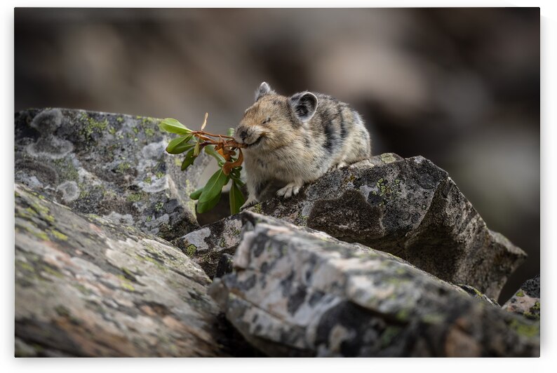 American Pika by Randy Tremblay Photography