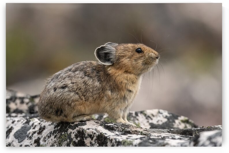 American Pika by Randy Tremblay Photography