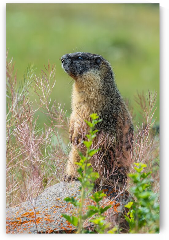 Yellow-bellied Marmot by Randy Tremblay Photography