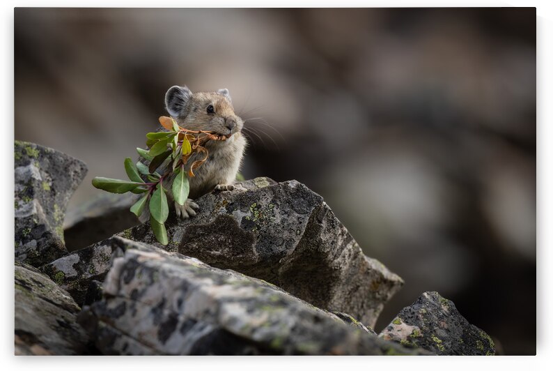American Pika by Randy Tremblay Photography