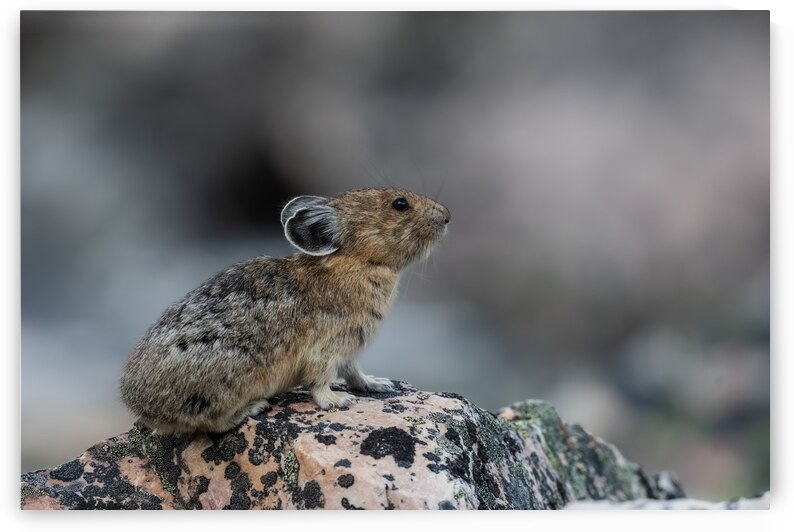 American Pika by Randy Tremblay Photography