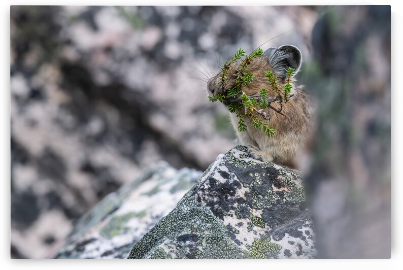 American Pika by Randy Tremblay Photography