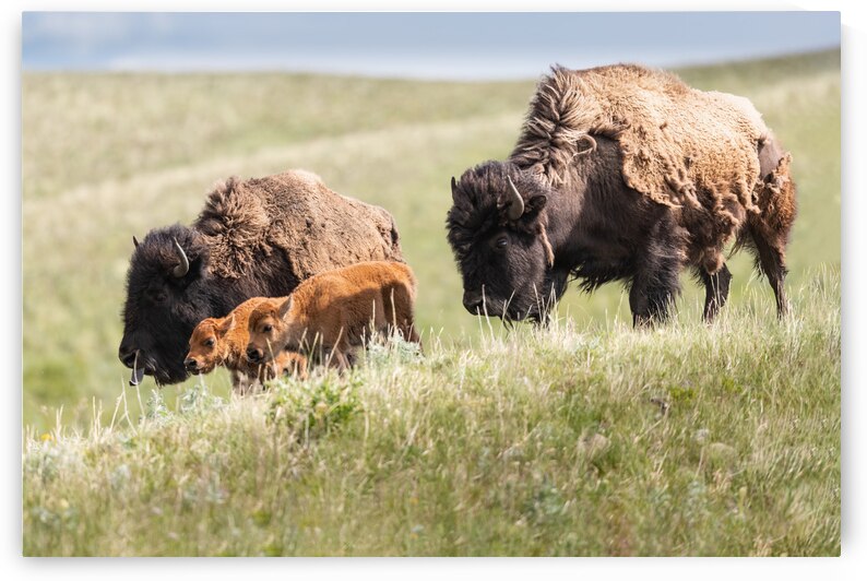 Female Bison with Calves by Randy Tremblay Photography