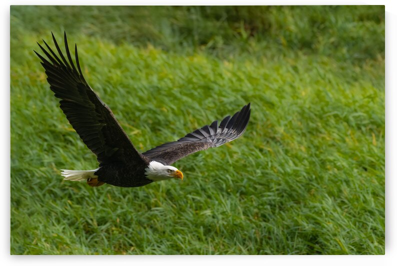 Bald Eagle by Randy Tremblay Photography