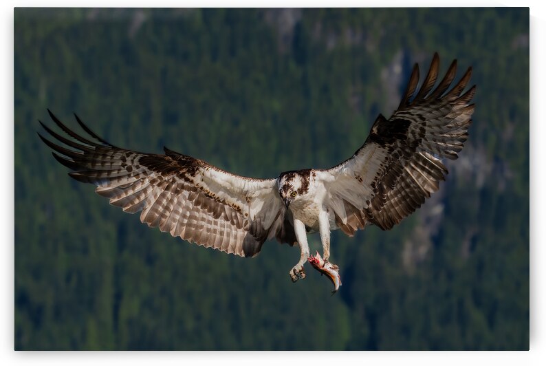 Osprey by Randy Tremblay Photography