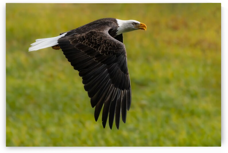 Bald Eagle by Randy Tremblay Photography