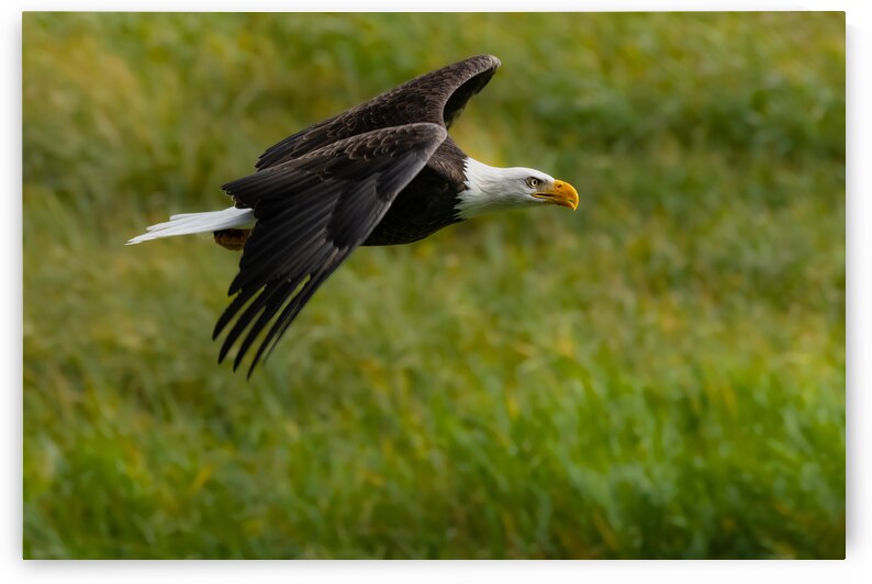 Bald Eagle by Randy Tremblay Photography