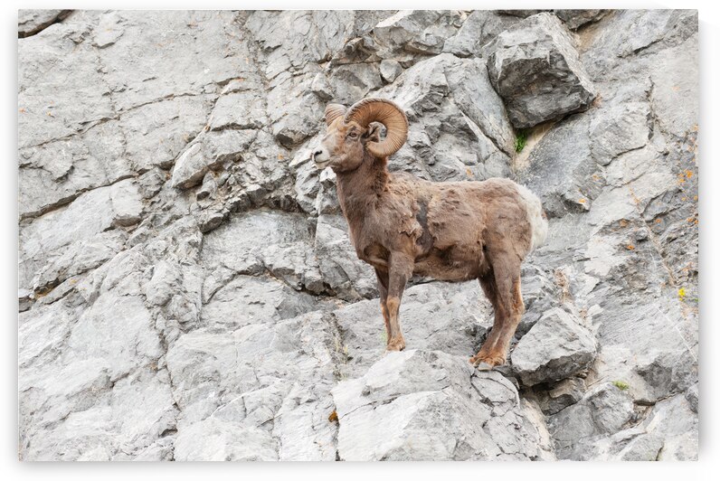 Bighorn Ram by Randy Tremblay Photography