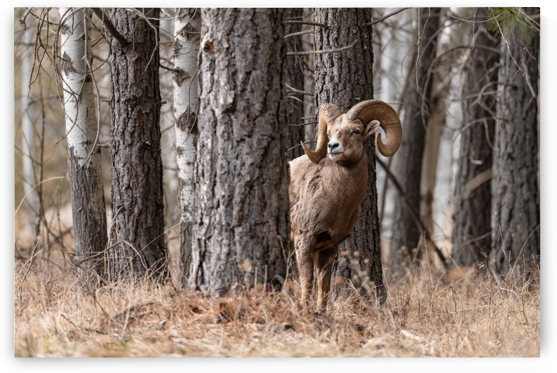 Bighorn Ram by Randy Tremblay Photography