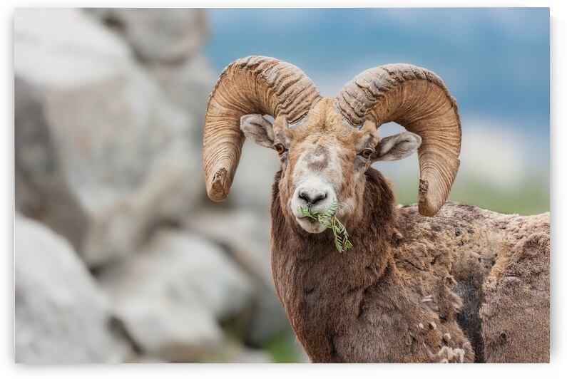 Bighorn Ram by Randy Tremblay Photography
