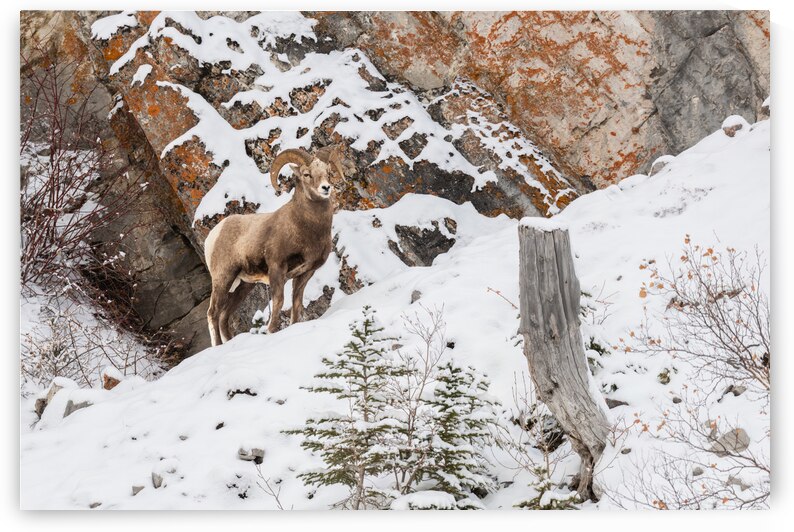 Bighorn Ram by Randy Tremblay Photography