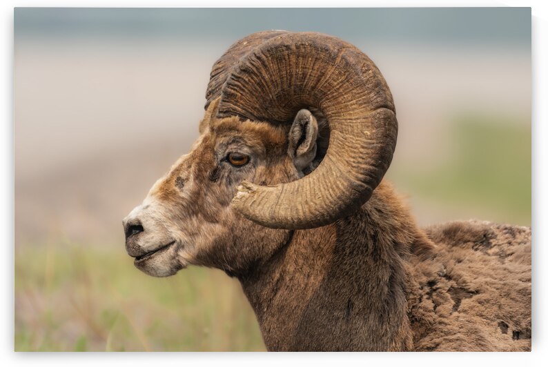 Bighorn Ram by Randy Tremblay Photography