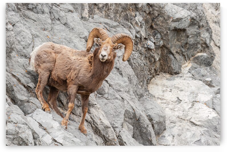 Bighorn Ram by Randy Tremblay Photography