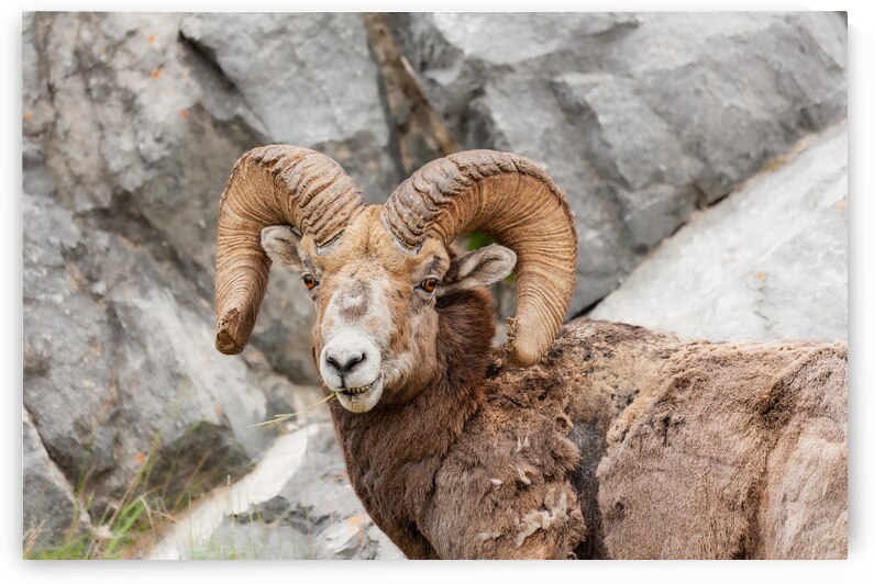 Bighorn Ram by Randy Tremblay Photography