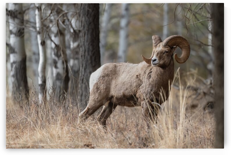 Bighorn Ram by Randy Tremblay Photography
