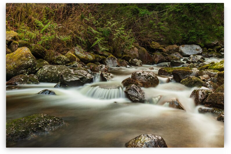 Forest Stream by Randy Tremblay Photography