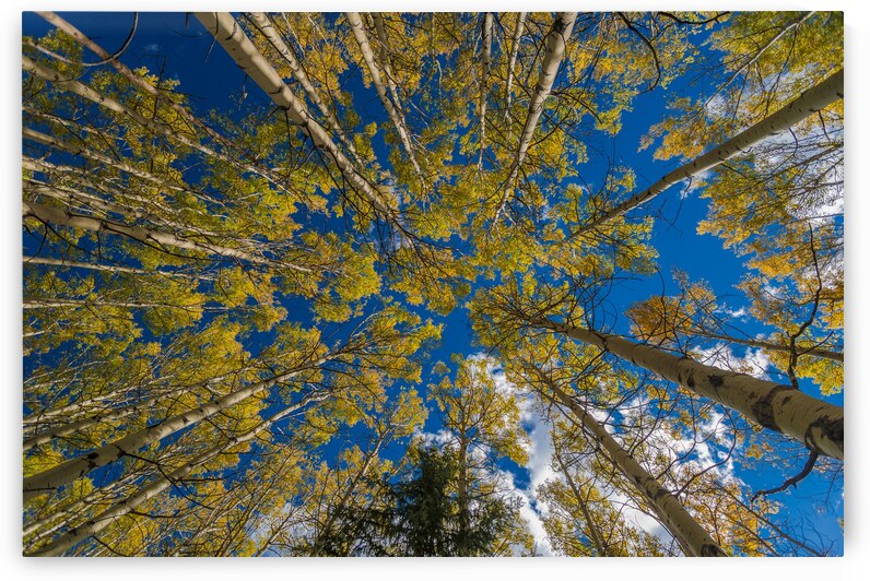 Fall Aspens by Randy Tremblay Photography