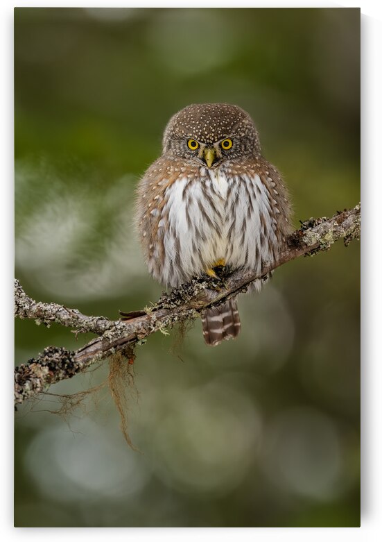 Northern Pygmy Owl by Randy Tremblay Photography