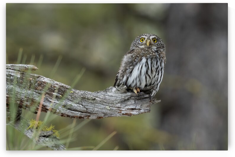 Northern Pygmy Owl by Randy Tremblay Photography