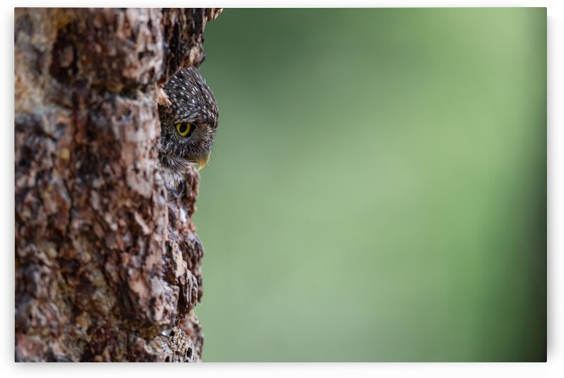 Northern Pygmy Owl by Randy Tremblay Photography