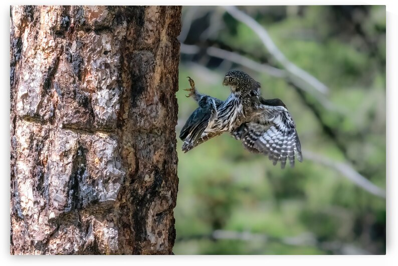 Northern Pygmy Owl by Randy Tremblay Photography