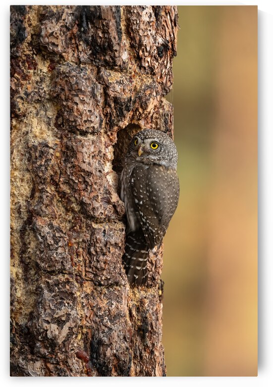 Northern Pygmy Owl by Randy Tremblay Photography