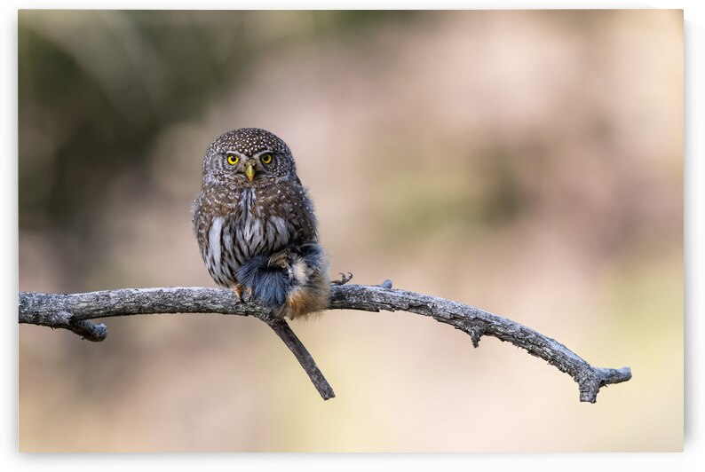 Northern Pygmy Owl by Randy Tremblay Photography