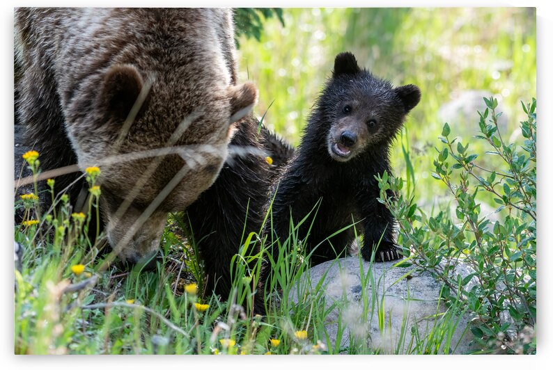 Grizzly Cub by Randy Tremblay Photography