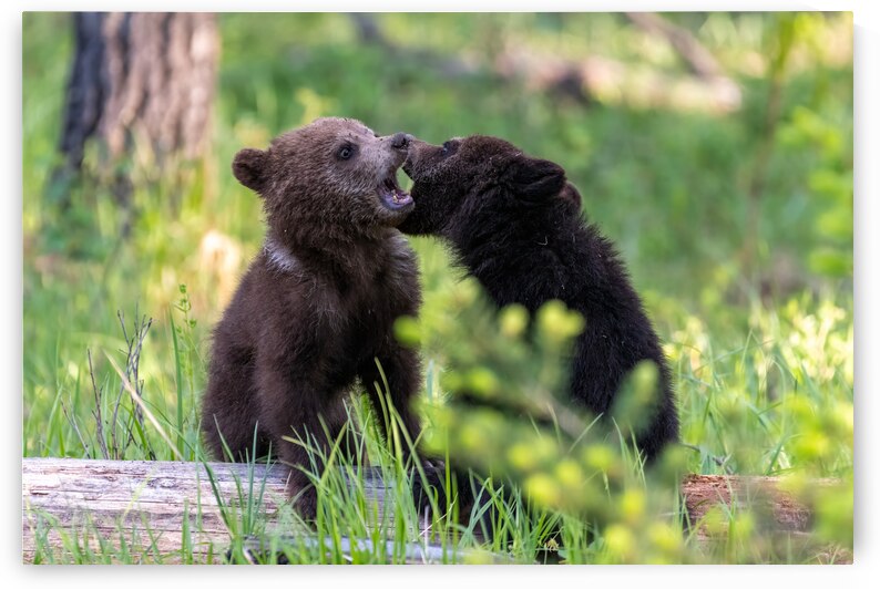 Grizzly Cubs by Randy Tremblay Photography