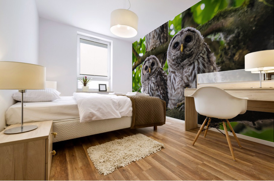 Barred Owlets Mural print