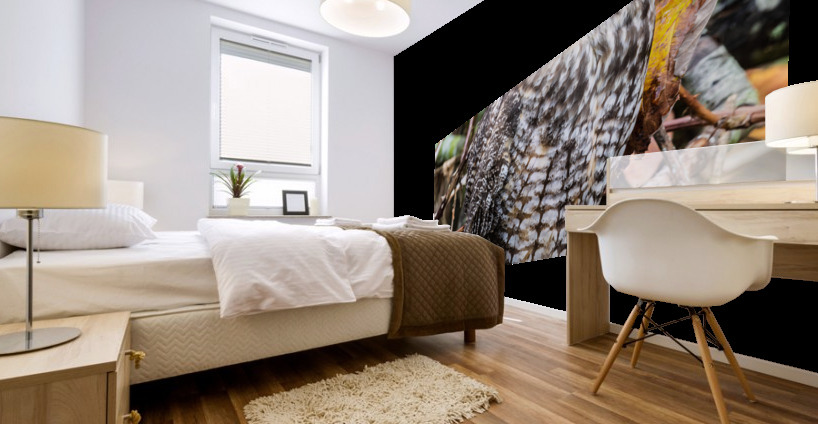 Long-eared Owl Mural print