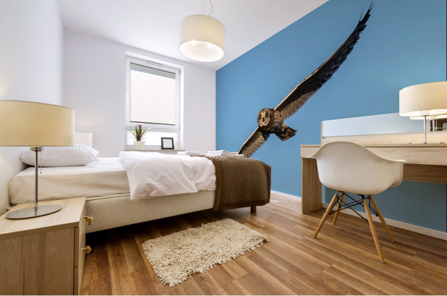 Short-eared Owl Mural print