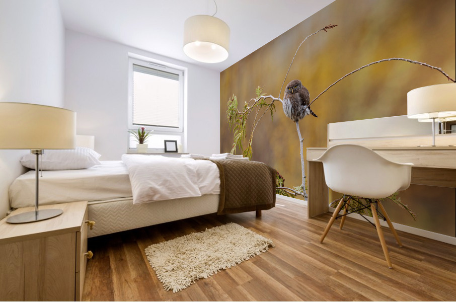 Northern Pygmy Owl Mural print