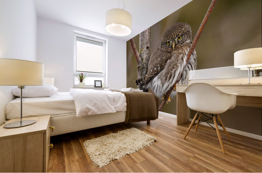 Northern Pygmy Owl Mural print