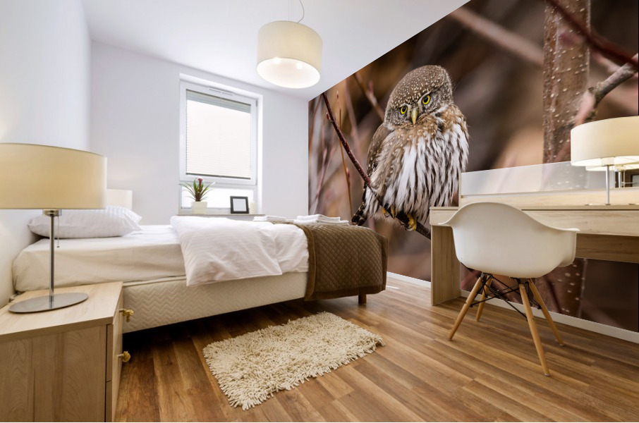 Northern Pygmy Owl Mural print
