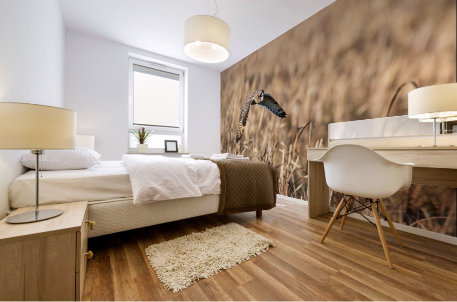 Short-eared Owl Mural print