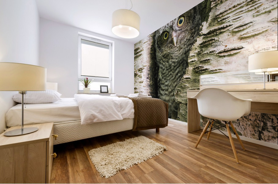 Western Screech Owlet Mural print